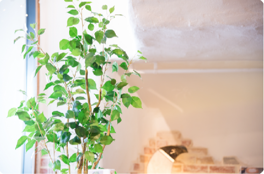 観葉植物のあるインテリア